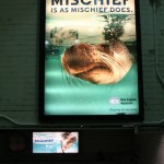 Boston Graphic Design, New England Aquarium adversiting campain cover subway, Is a mischief does