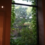 Museum of Fine Arts - MFA Boston - Ivy on the window