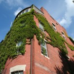 Boston Ivy on the Walls - Corner bulding