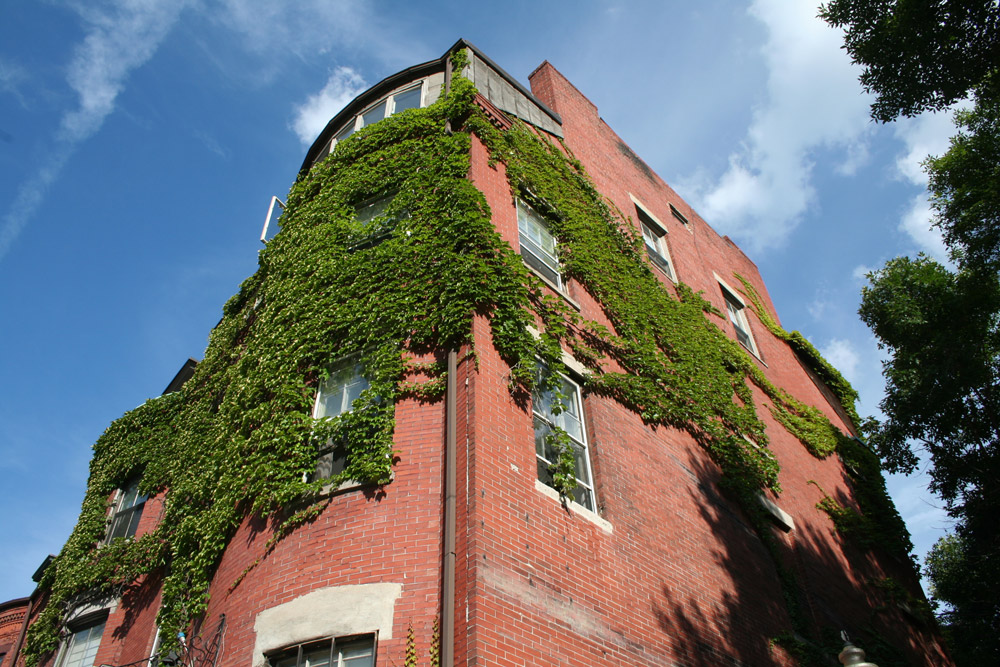 Boston Ivy on the Walls - Corner bulding