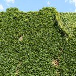 Boston Ivi, Granby street, Wall full of ivy