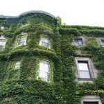 Boston Ivy on the walls, Campus of Boston University