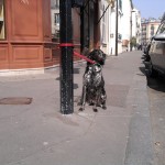 Sad things on the Streets of Paris, Chien accroché abandonné devant magasin