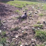 Sad things on the Streets of Paris, Pigeons malade
