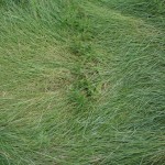 Francois Soulignac - Boston-Harbor - Lovells Island - Grass