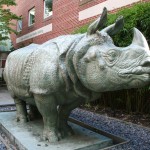 School of the Museum of Fine Arts - Ketherine Lane Weems, Rhinoceros Sculpture