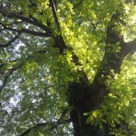 Paris Garden | Feuillages ensoleillés, Trees Sunshine